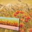 Fleurs des Champs lamp in fused glass with orange and wheat gradations, set on a hardwood base, illuminating a room with warmth and poetic ambience.